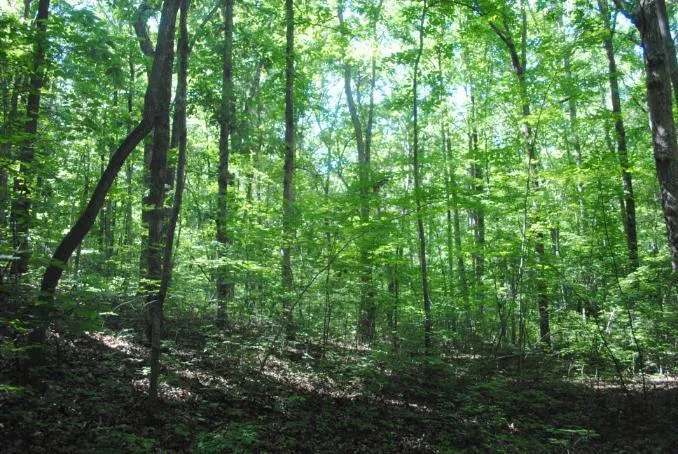 S Marble Top Road Chickamauga, GA 30707
