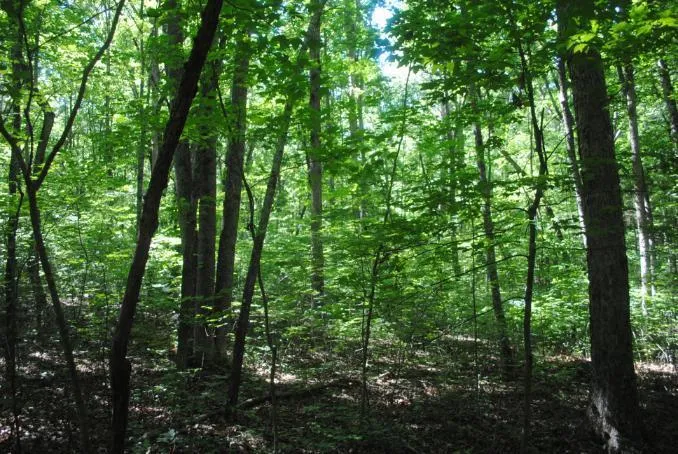 S Marble Top Road Chickamauga, GA 30707