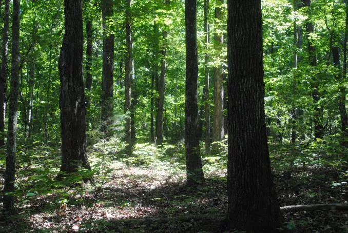 S Marble Top Road Chickamauga, GA 30707