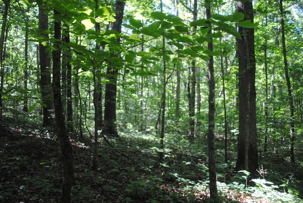 S Marble Top Road Chickamauga, GA 30707
