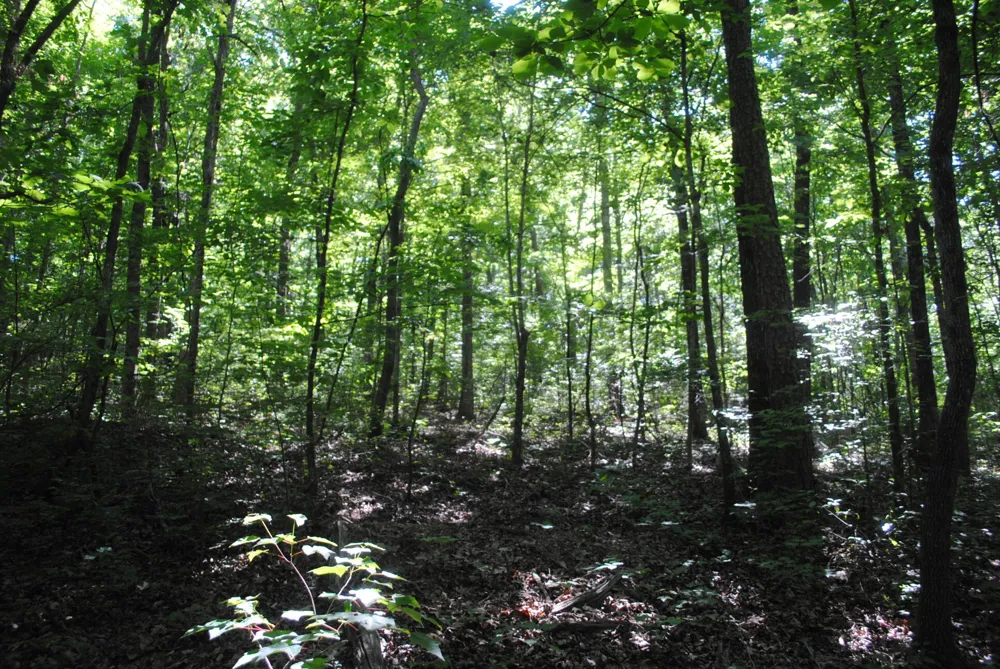 S Marble Top Road Chickamauga, GA 30707