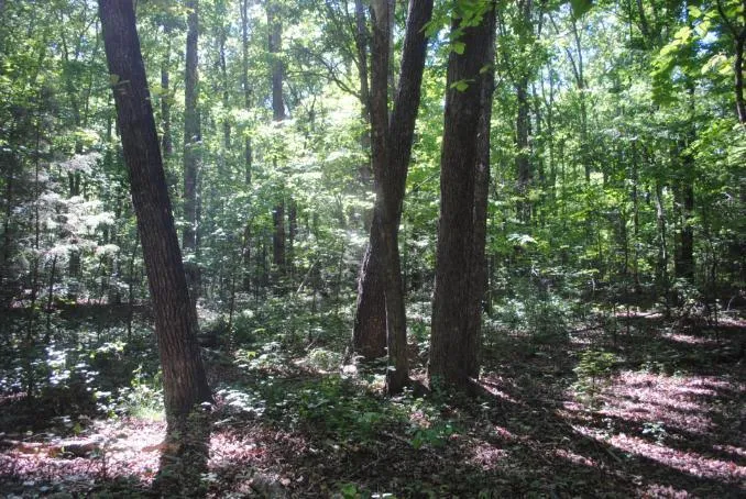 S Marble Top Road Chickamauga, GA 30707
