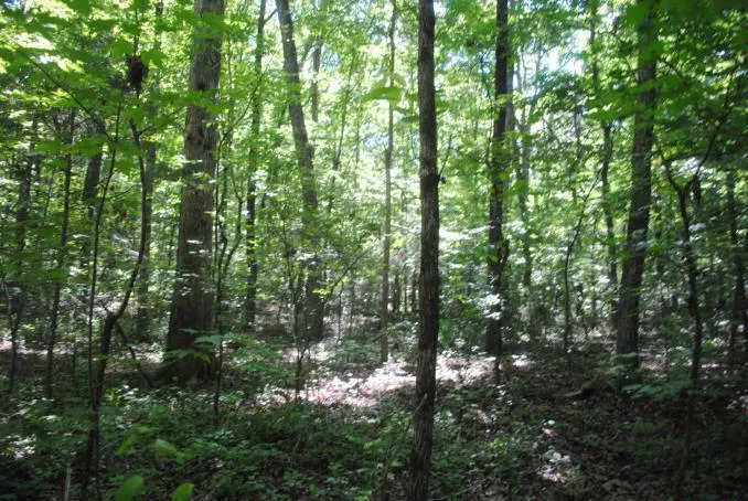 S Marble Top Road Chickamauga, GA 30707