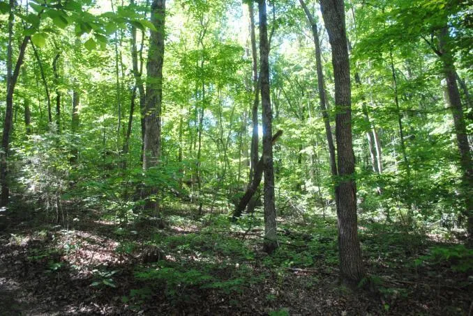 S Marble Top Road Chickamauga, GA 30707