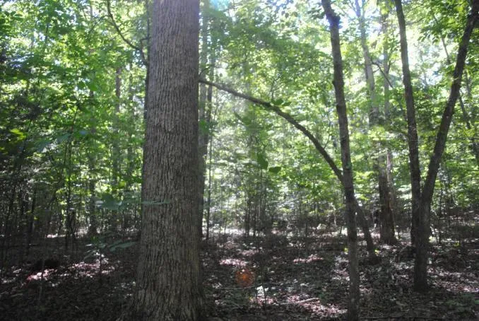 S Marble Top Road Chickamauga, GA 30707