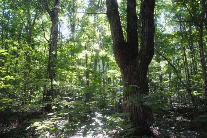 S Marble Top Road Chickamauga, GA 30707