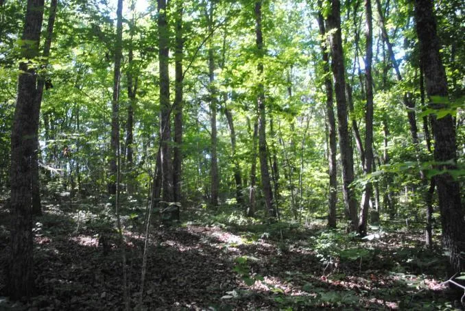 S Marble Top Road Chickamauga, GA 30707