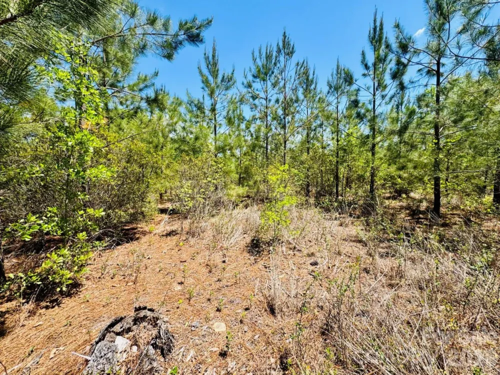 17ac JC Barefoot Road Patrick, SC 29584