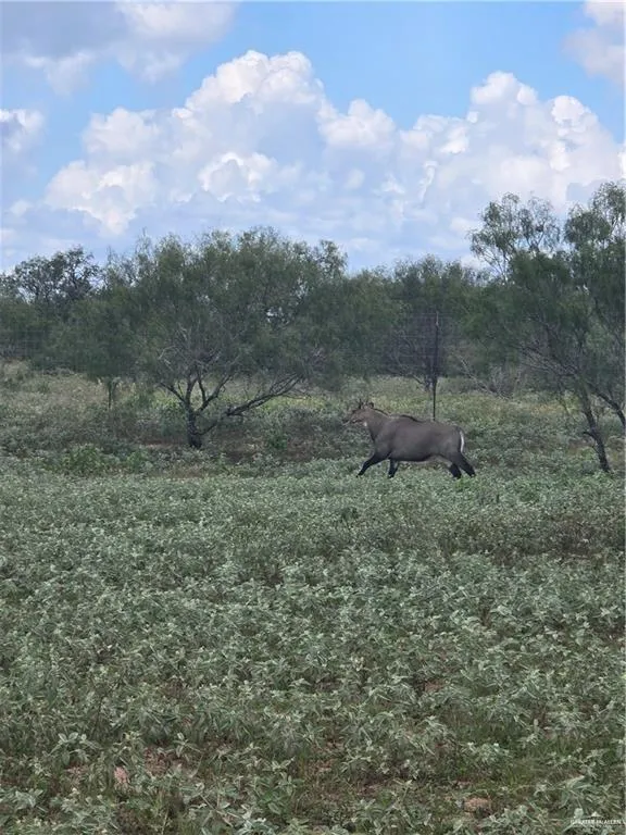 600 CR 305 ROAD Encino, TX 78353