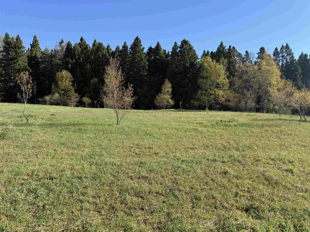 W Timber Lane Kasson Township, MI 49630
