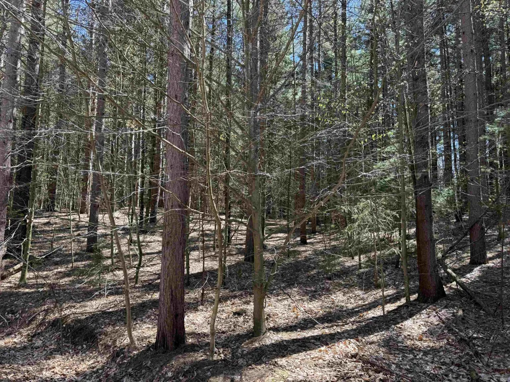 W Timber Lane Kasson Township, MI 49630