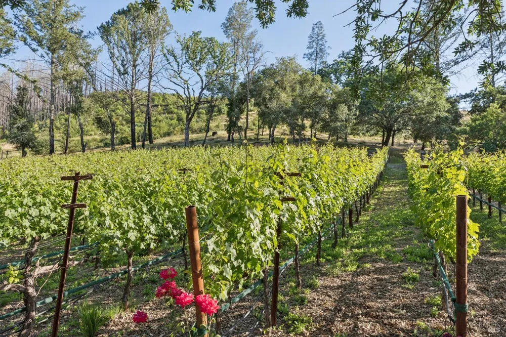 391 Crystal Springs Road St. Helena, CA 94574
