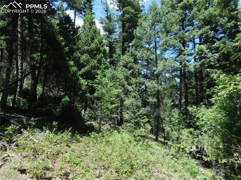 13175 Spruce Creek Circle Larkspur, CO 80118