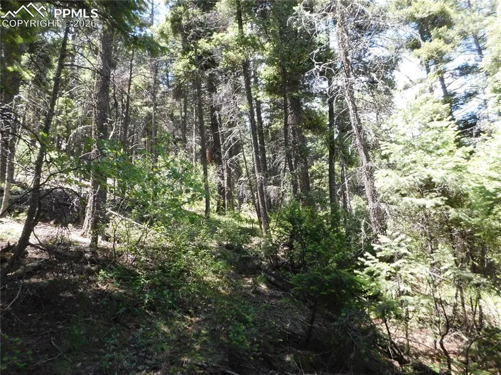 13175 Spruce Creek Circle Larkspur, CO 80118