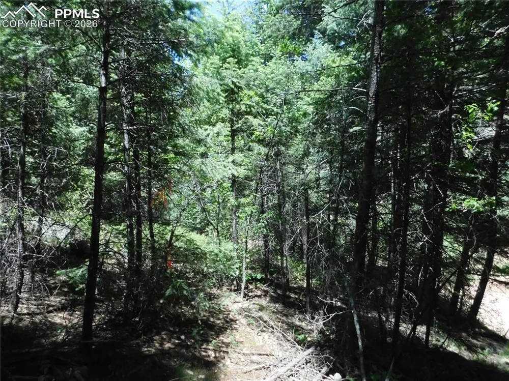 13175 Spruce Creek Circle Larkspur, CO 80118