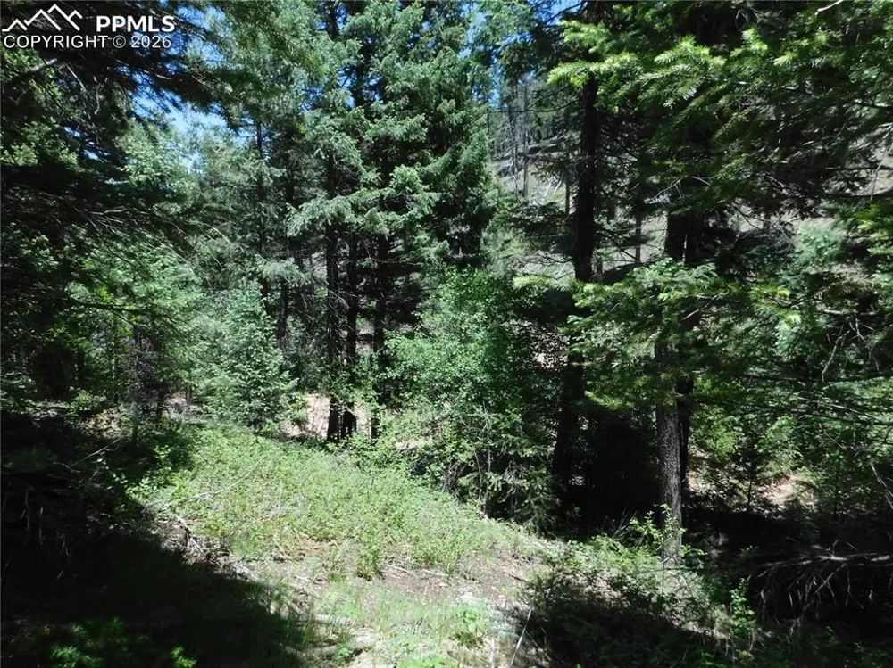 13175 Spruce Creek Circle Larkspur, CO 80118