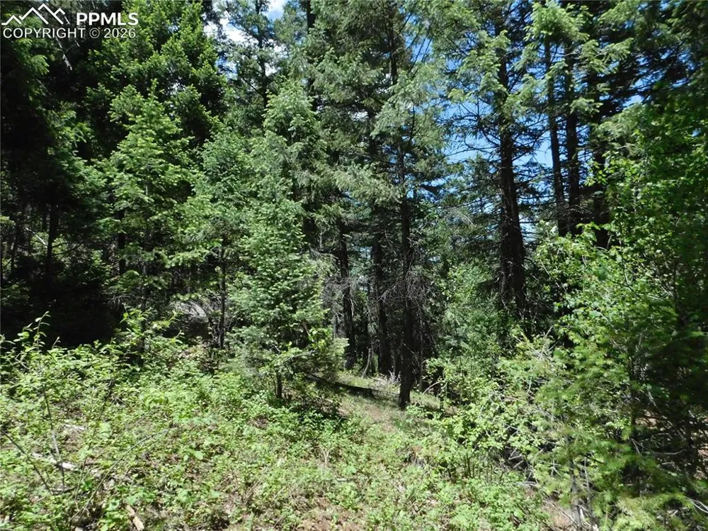 13175 Spruce Creek Circle Larkspur, CO 80118