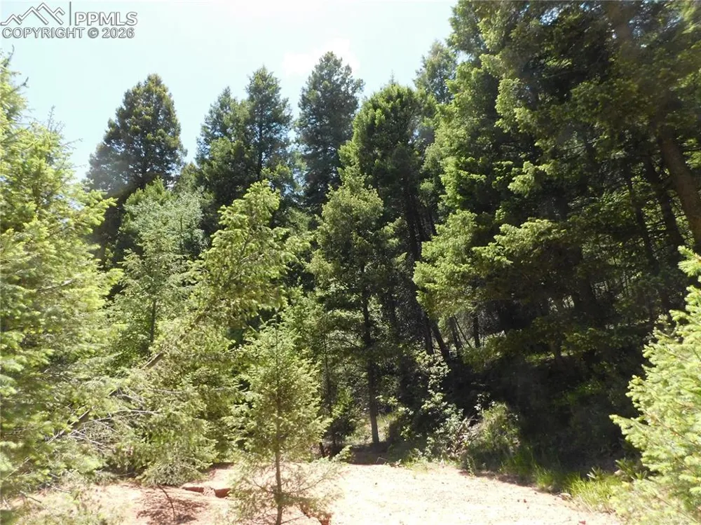 13175 Spruce Creek Circle Larkspur, CO 80118