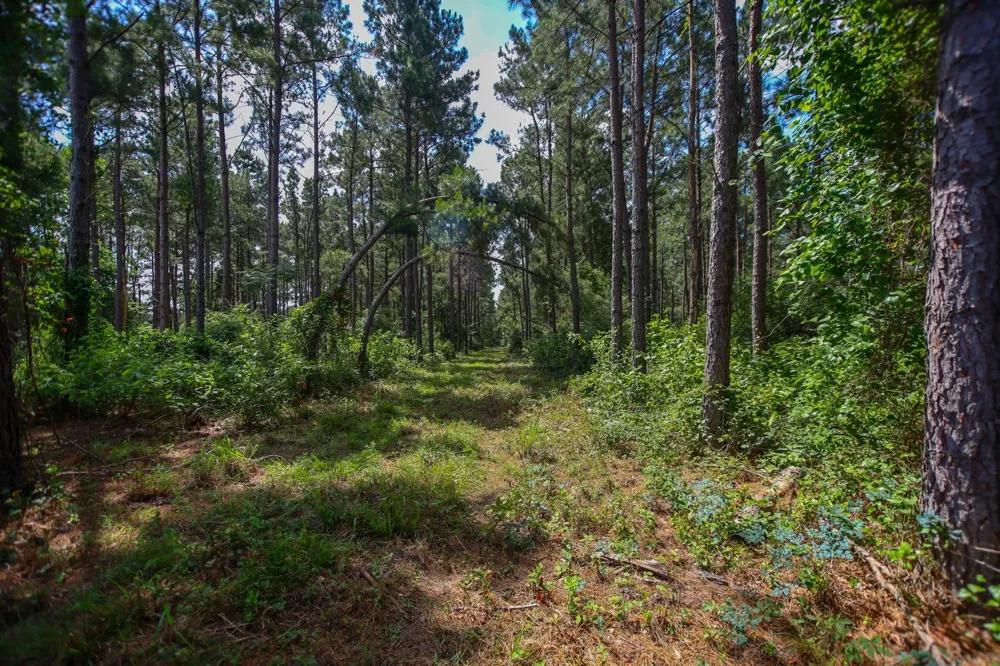 1950 Buckhorn Creek Drive Crockett, TX 75835