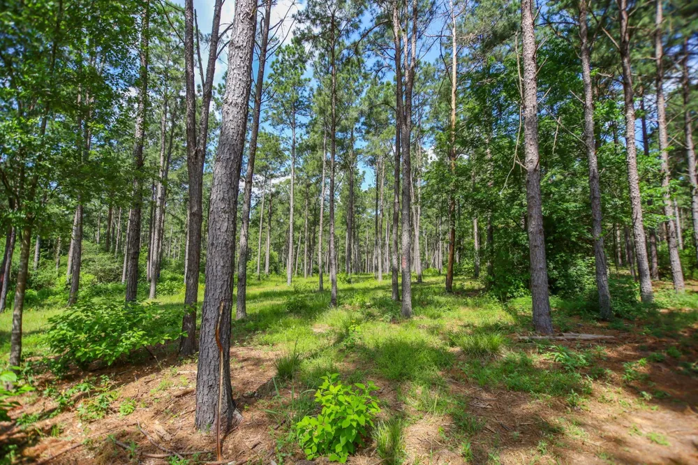 1950 Buckhorn Creek Drive Crockett, TX 75835