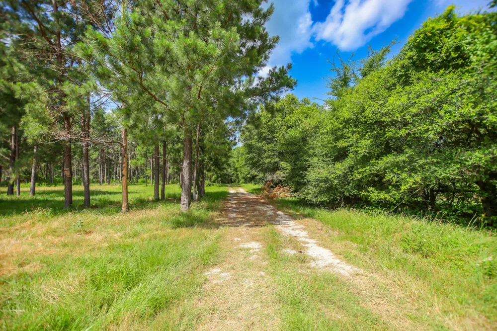 1950 Buckhorn Creek Drive Crockett, TX 75835