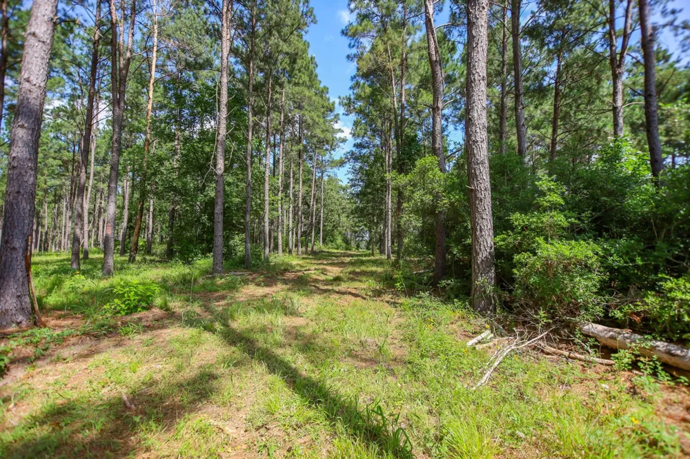 1950 Buckhorn Creek Drive Crockett, TX 75835