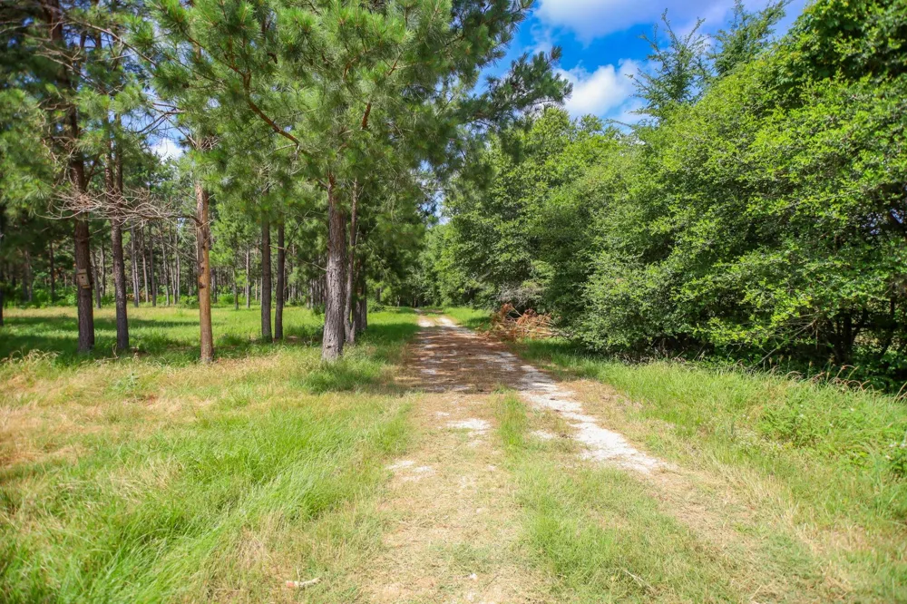 1950 Buckhorn Creek Drive Crockett, TX 75835