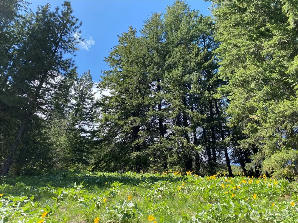 102 Elbow Canyon Road Twisp, WA 98856
