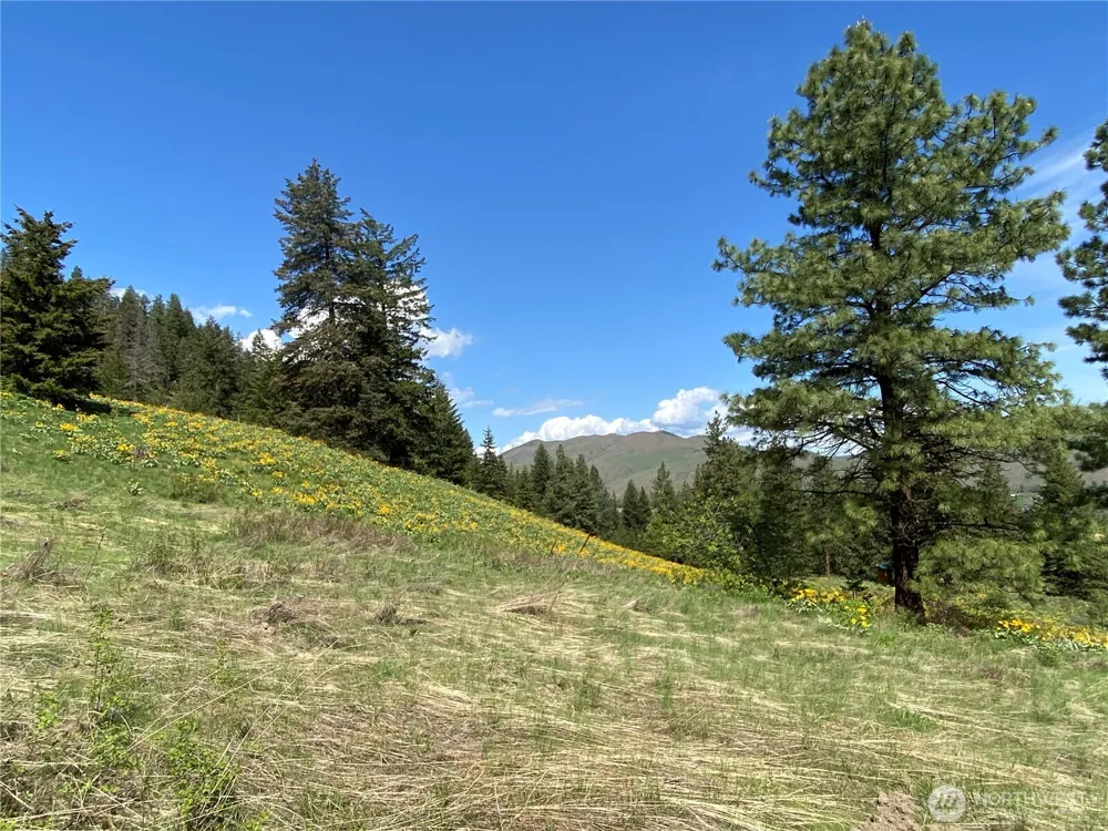 102 Elbow Canyon Road Twisp, WA 98856