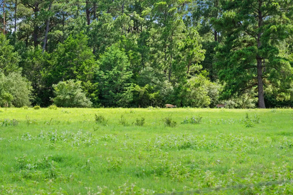 11 St Delight Road Paige, TX 78659