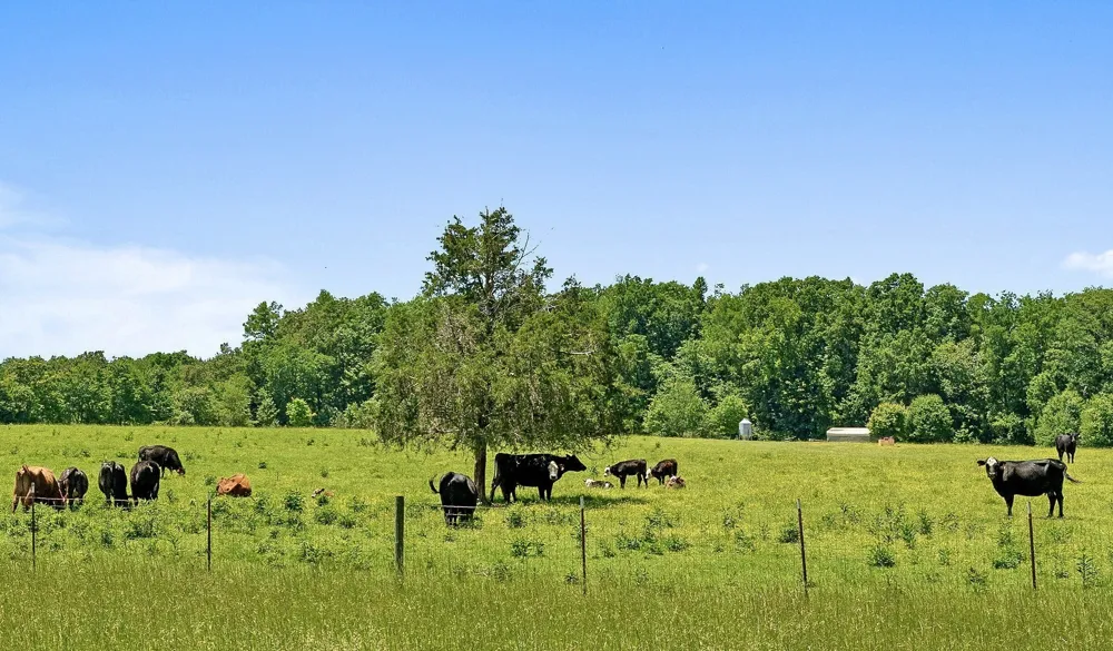 285 Harmony Ln Smithville, TN 37166