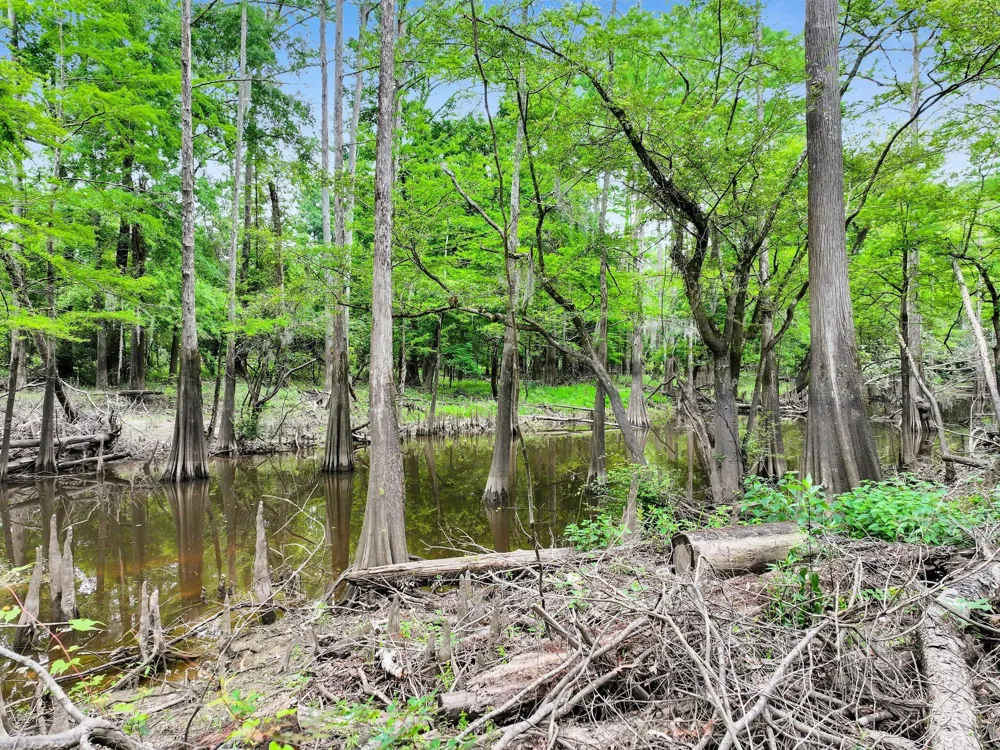 360 Cr 4116 Call, TX 75933