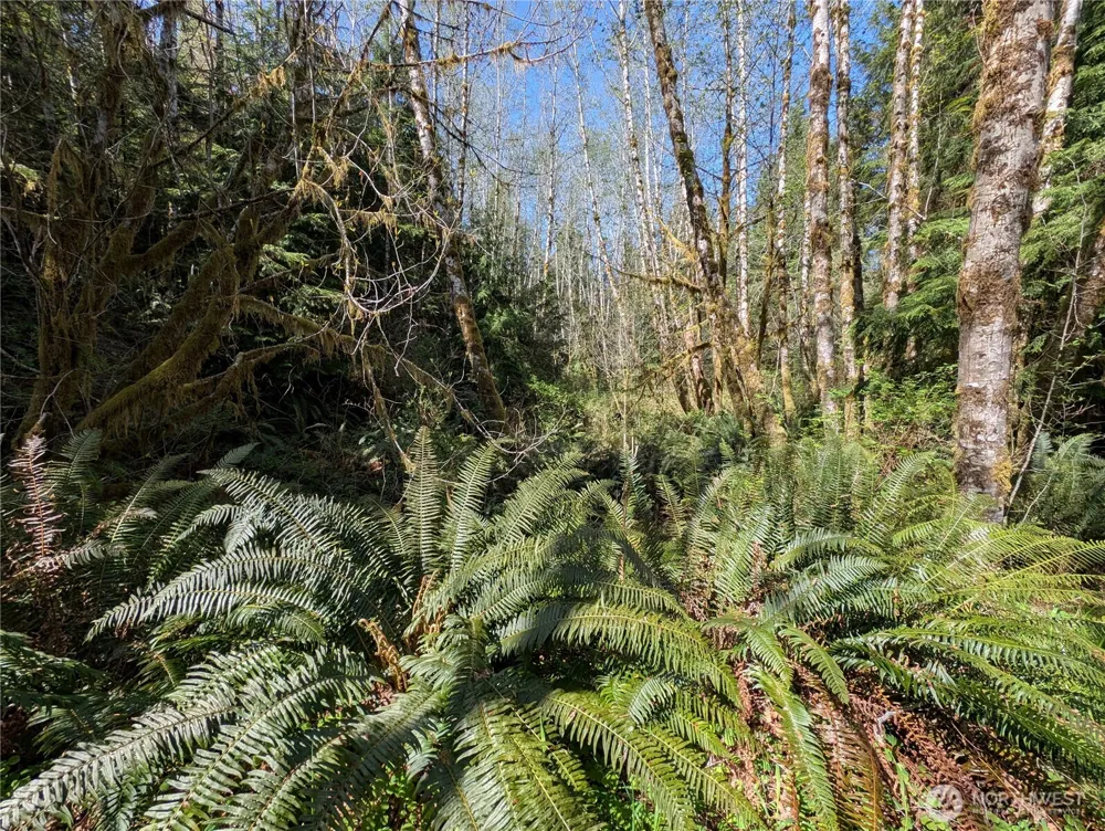 999 Hoh River Park Drive Forks, WA 98331