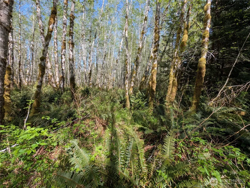 999 Hoh River Park Drive Forks, WA 98331