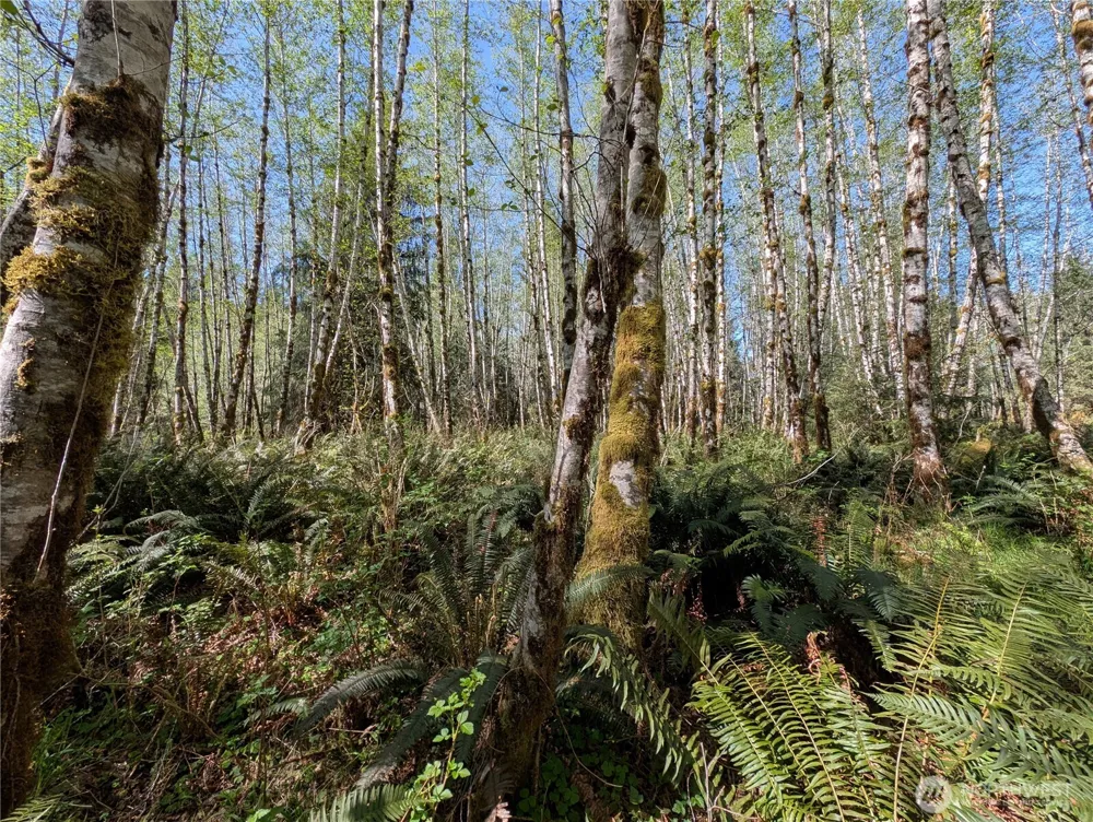 999 Hoh River Park Drive Forks, WA 98331