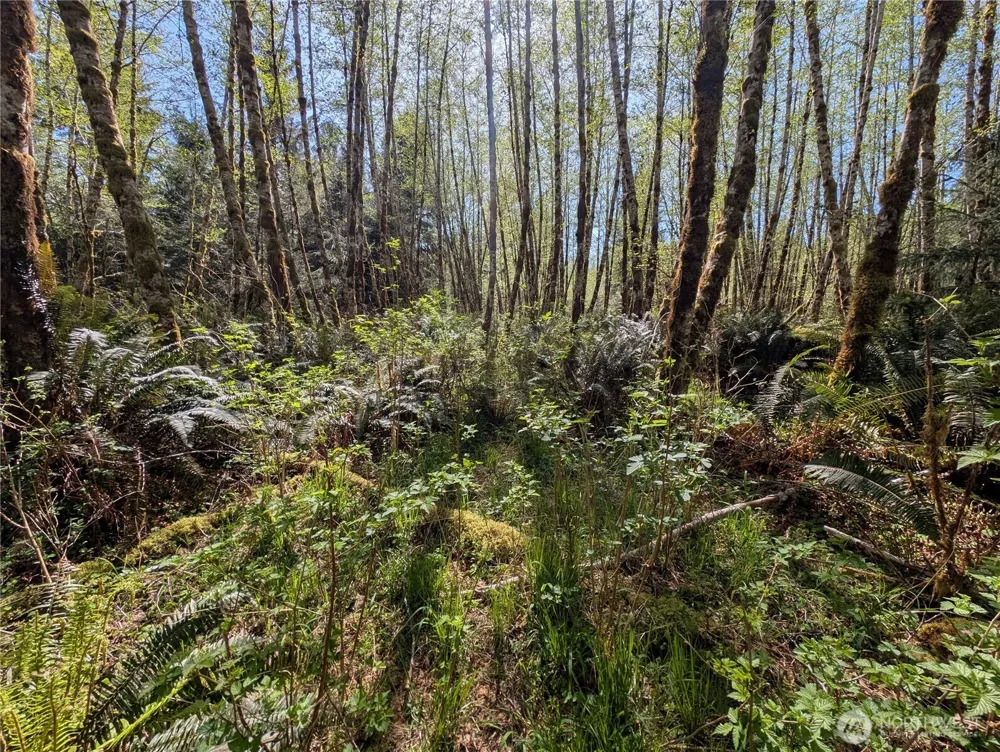 999 Hoh River Park Drive Forks, WA 98331