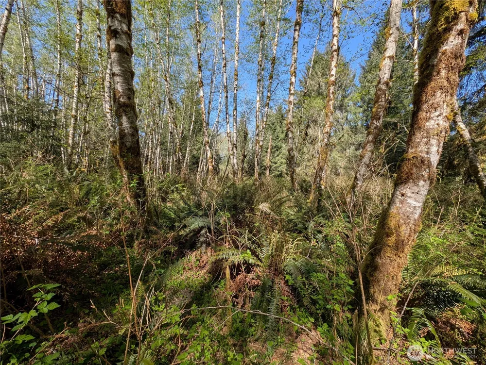 999 Hoh River Park Drive Forks, WA 98331