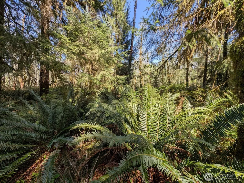999 Hoh River Park Drive Forks, WA 98331