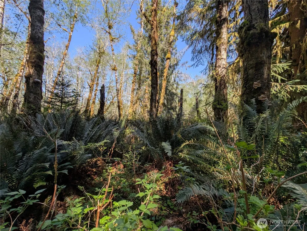 999 Hoh River Park Drive Forks, WA 98331