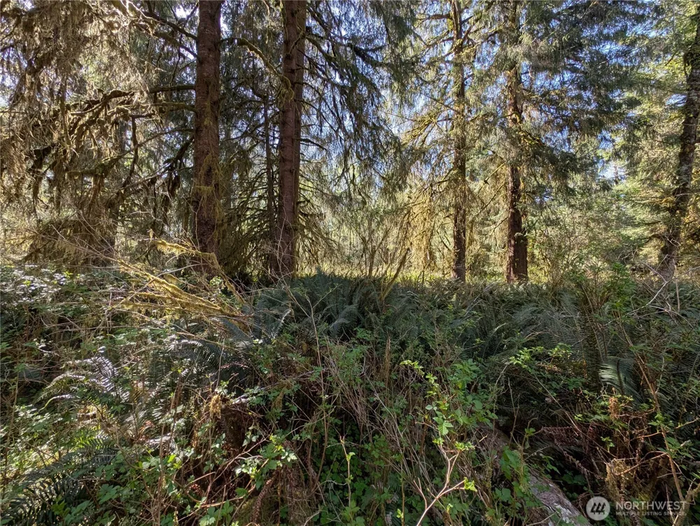 999 Hoh River Park Drive Forks, WA 98331