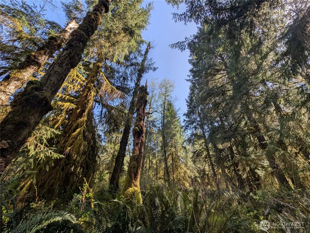 999 Hoh River Park Drive Forks, WA 98331