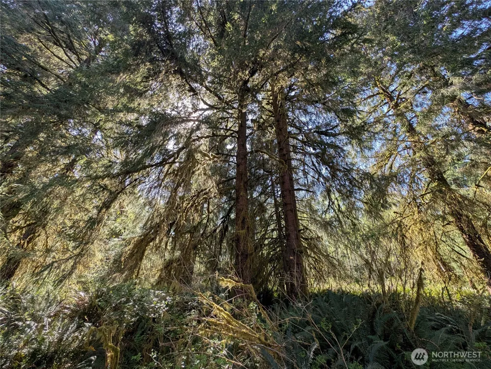 999 Hoh River Park Drive Forks, WA 98331