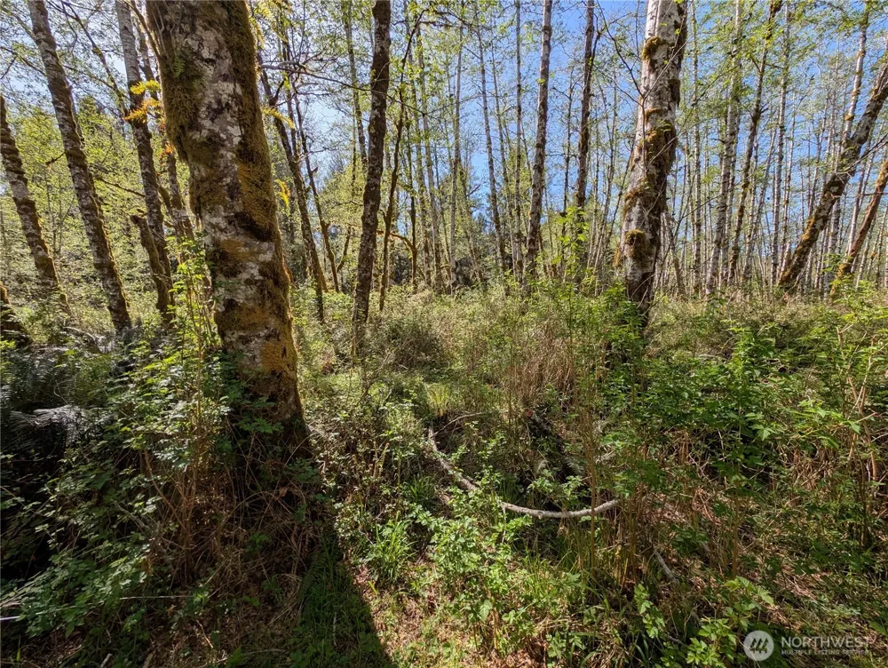 999 Hoh River Park Drive Forks, WA 98331