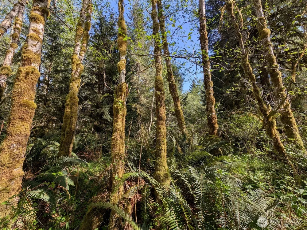 999 Hoh River Park Drive Forks, WA 98331