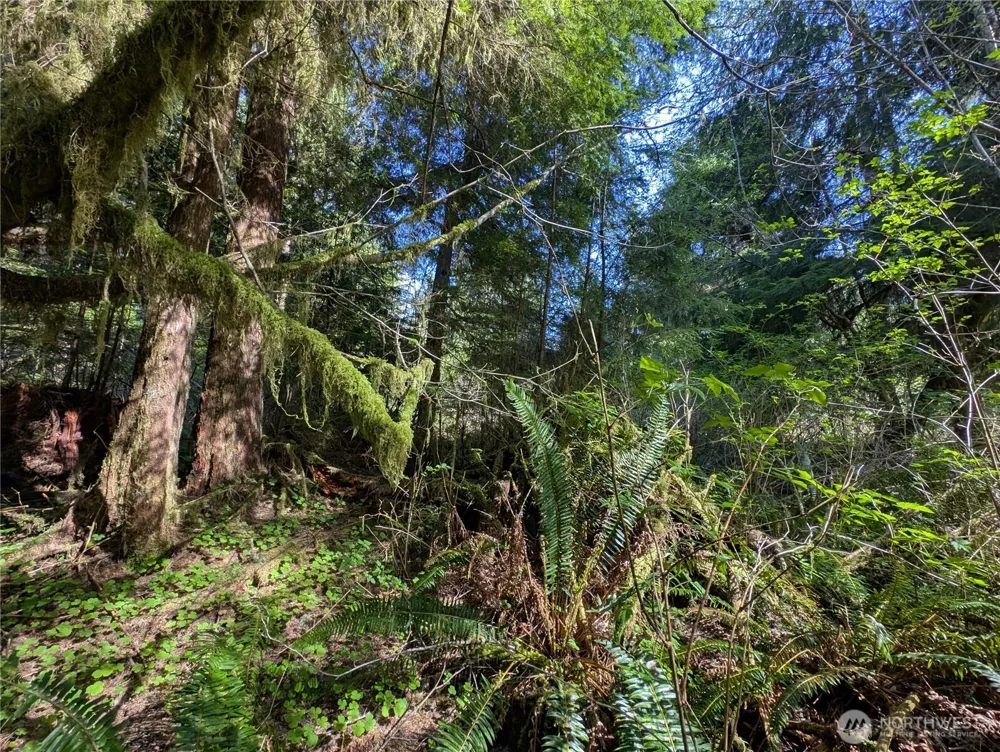 999 Hoh River Park Drive Forks, WA 98331