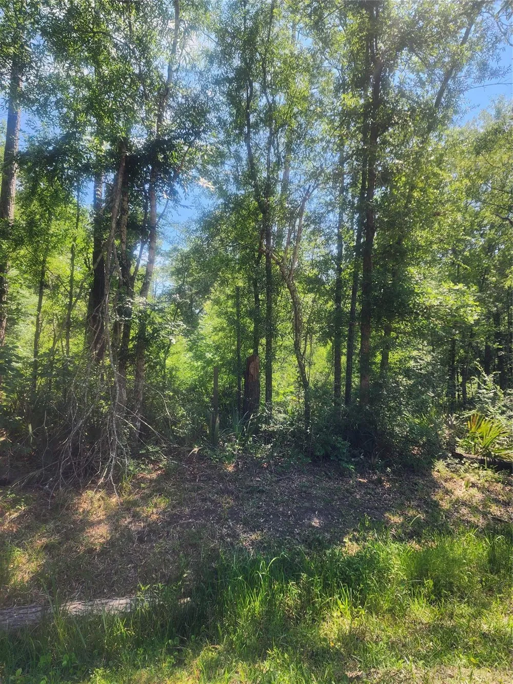 1 Cindy Lane Shepherd, TX 77371