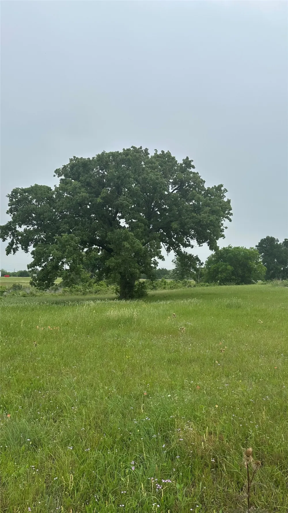 2642 Hwy 84 W Mexia, TX 76667