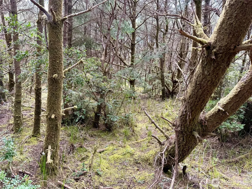 1007 Sand Castle Lane Westport, WA 98595