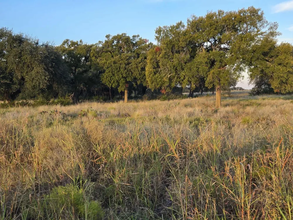 317 Yellowstone Drive Oglesby, TX 76561