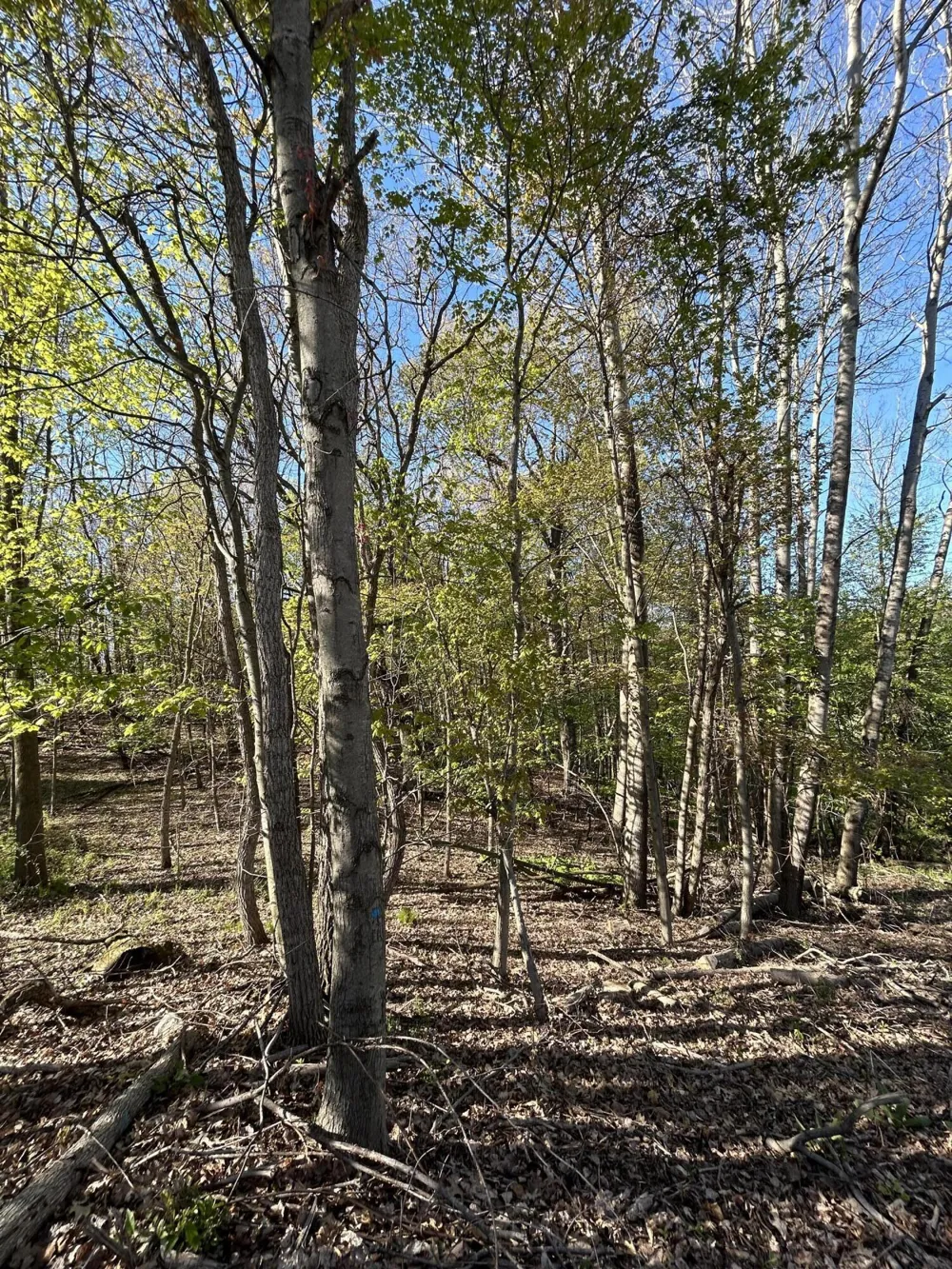 E 22 Mile Road Sand Lake, MI 49343